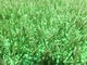 Ekologiczne wypełnienie gumowe trawnika / wypełnienie chłodzące dla sztucznej trawy